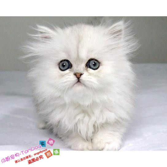 出售活体宠物幼猫金吉拉长毛猫金吉拉家养活体幼崽金吉拉猫g