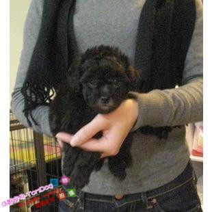 纯种家养健康萌Q灰色泰迪幼犬灰泰迪小玩具体型宠物狗活体g,宠物/宠物食品及用品,狗狗,淘宝优惠券,粉丝福利购,淘宝优惠卷