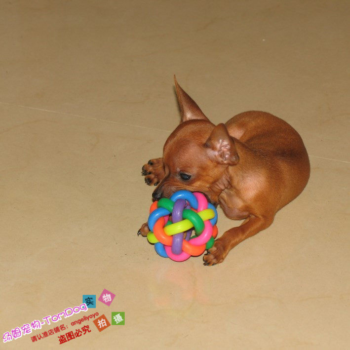 家养纯种赛级精灵可爱小鹿犬公母均有g