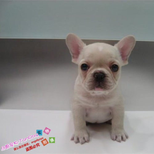 法斗奶油活体法国斗牛犬