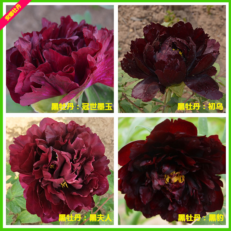 黑色牡丹花苗黑豹初乌冠世墨玉黑夫人正宗重瓣庭院盆栽易活趣味