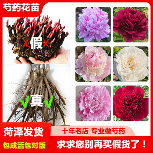 正宗芍药花苗重瓣大花可做切花草本植物盆栽庭院种植易活网红爆款