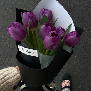 【水培套餐】4球郁金香种球+亚克力（塑料）水培盆+定植篮