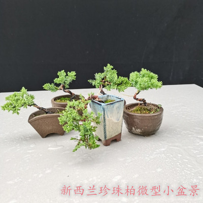 新西兰微型拇指地柏小品盆景