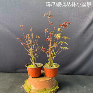 原生红枫小苗清姬日本红枫苗原生鸡爪槭枫 盆景素材盆栽丛林