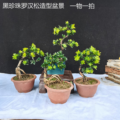 罗汉松雀舌菊花办公室盆景