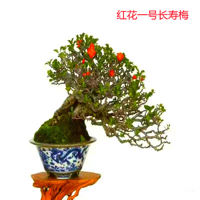 日本红花1号长寿梅观叶观花观果小盆栽 茶桌办公桌好养老桩盆包邮