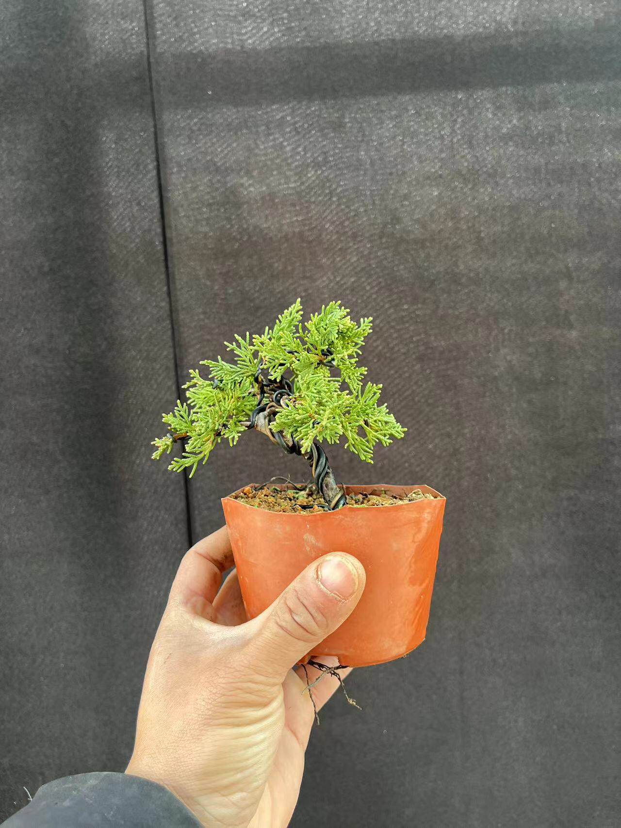 系鱼川真柏盆景微型小盆景造型黄金新西兰文人记州柏一物一拍包邮