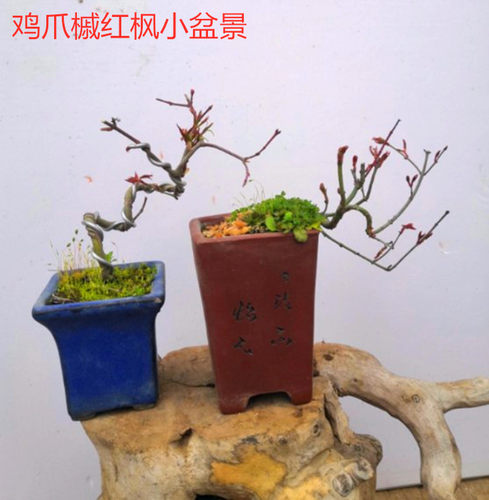 红枫鸡爪槭阳台花卉盆景鸡爪槭