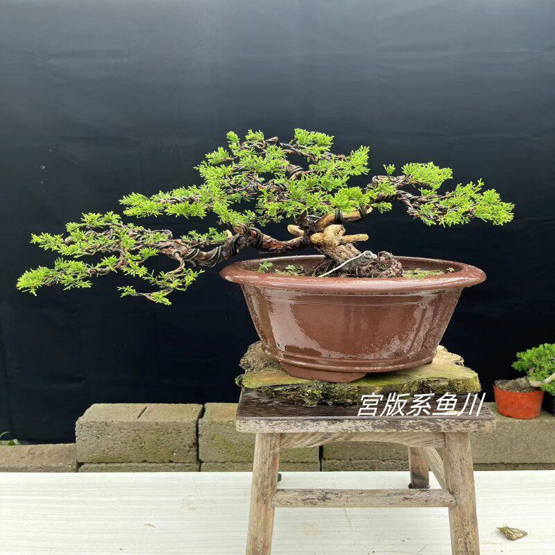 老桩微型盆景真柏八房米叶宮版系鱼川真柏多杆丛林盆栽包邮实拍