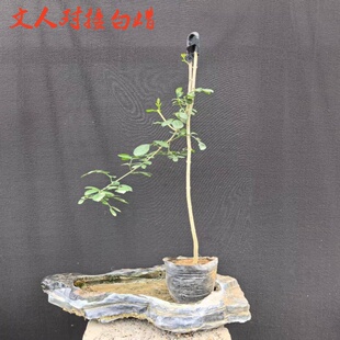 新品小品文人对接白蜡盆景老桩，系鱼川真柏红枫盆栽办公桌阳台