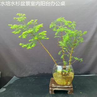 四季盆栽水杉盆景水培鱼缸树景水杉盆景树苗室内阳台办公桌包邮