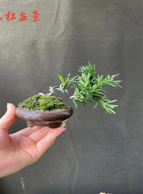 罗汉松小盆景微型 雀舌米叶红芽罗四季常青掌上阳台桌面办公室