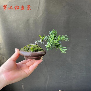 罗汉松小盆景微型 雀舌米叶红芽罗四季常青掌上阳台桌面办公室