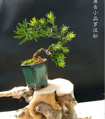 微型雀舌米叶罗汉松阳台掌上盆景