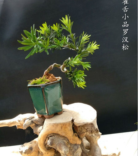 微型雀舌米叶罗汉松阳台掌上盆景