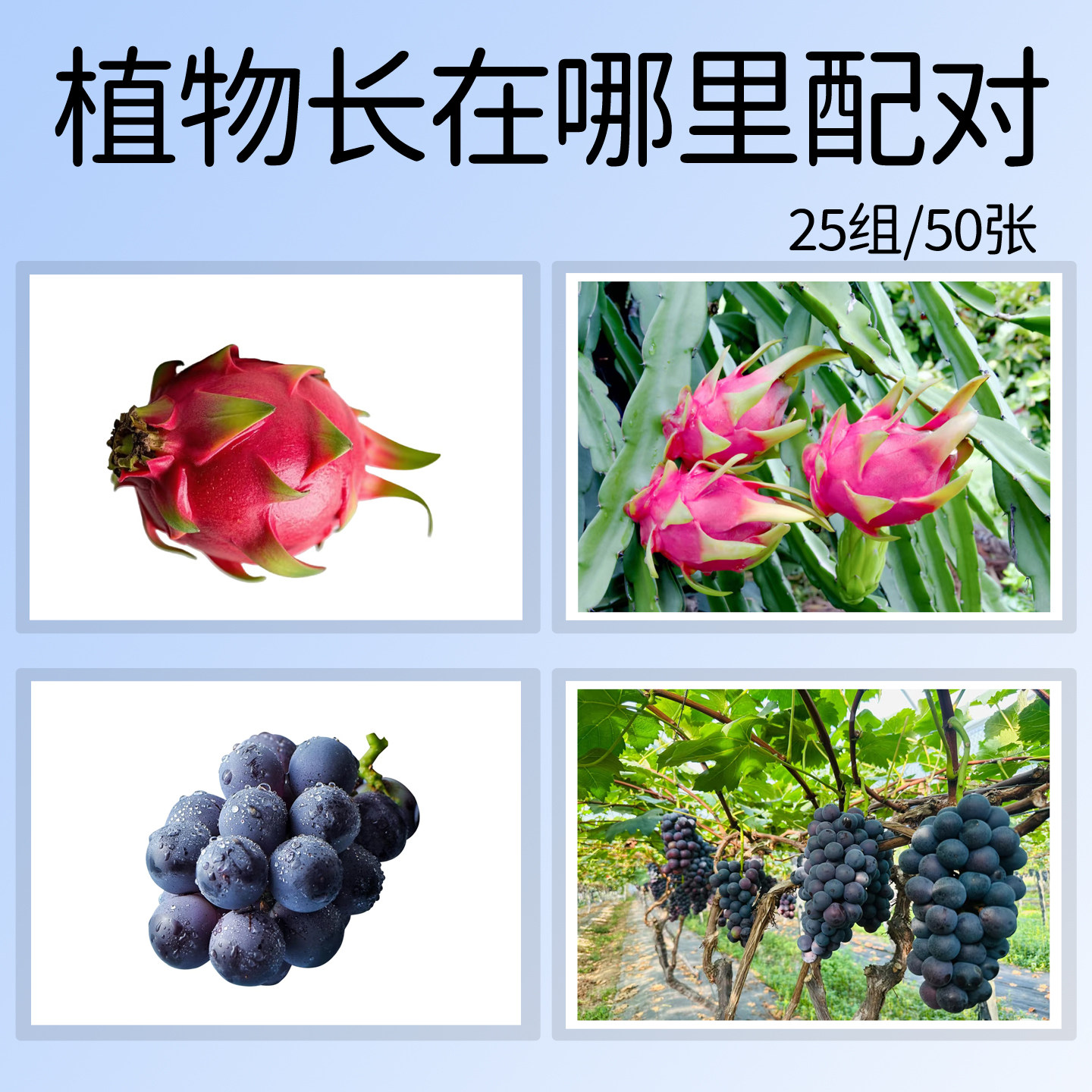 早教认知卡片植物长在哪里配对
