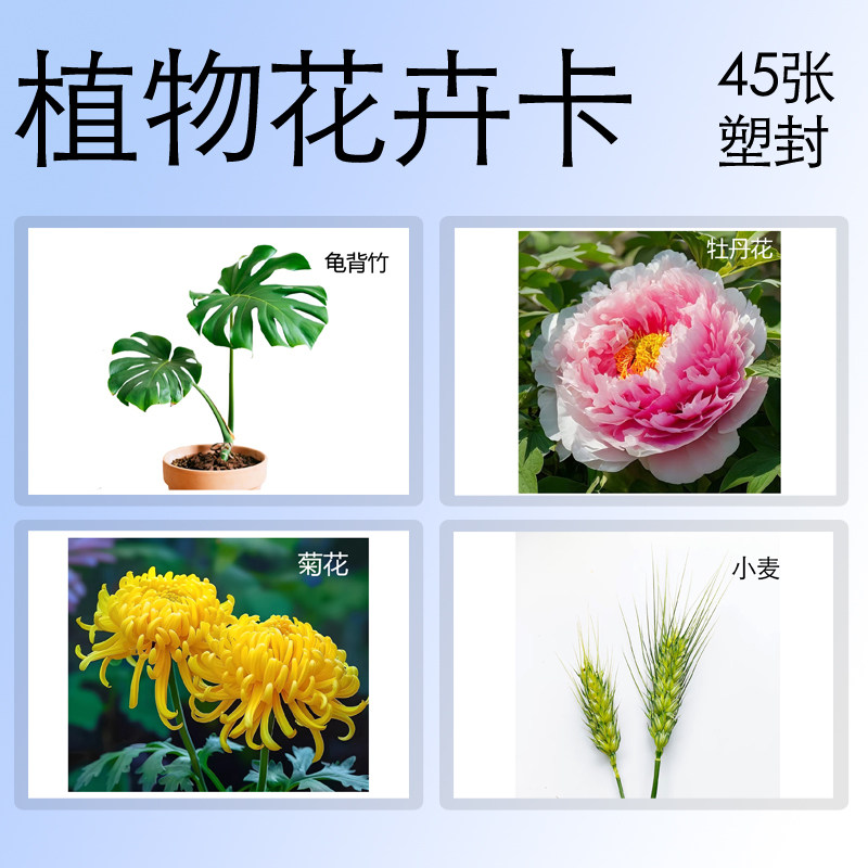 ABA卡片早教认知卡片植物花卉类发育迟缓康复训练幼儿园专用链接