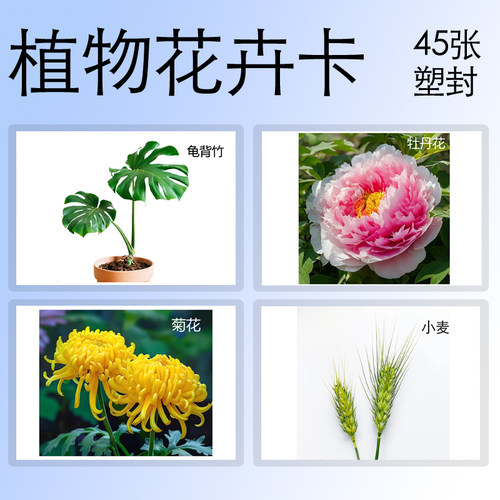 幼儿园教具卡片ABA卡片早教