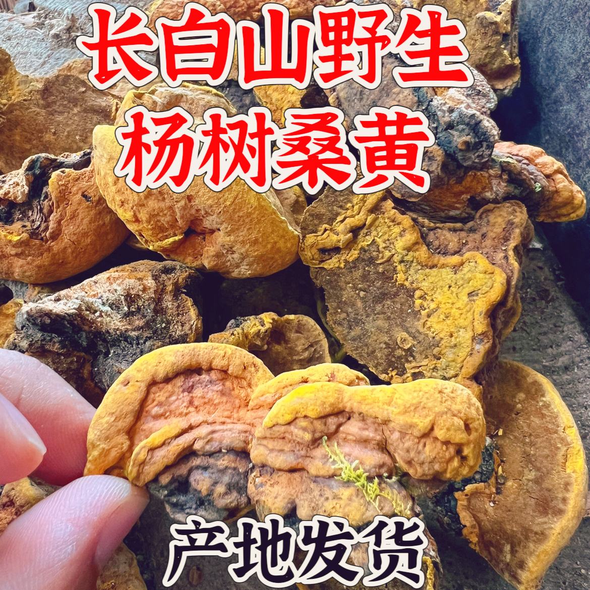 金边桑黄野生杨树桑黄新货特产东北长白山野生桑黄非桑树桑黄