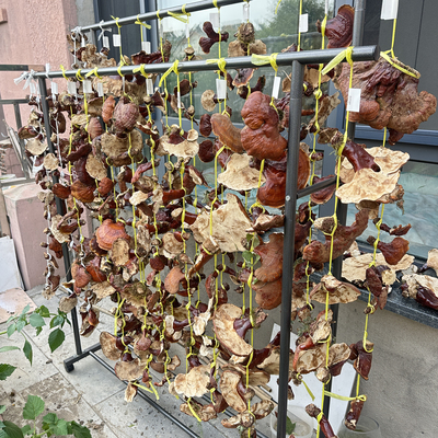 长白山松杉灵芝｜正品赤灵芝｜泡酒｜别拿假货跟我比价