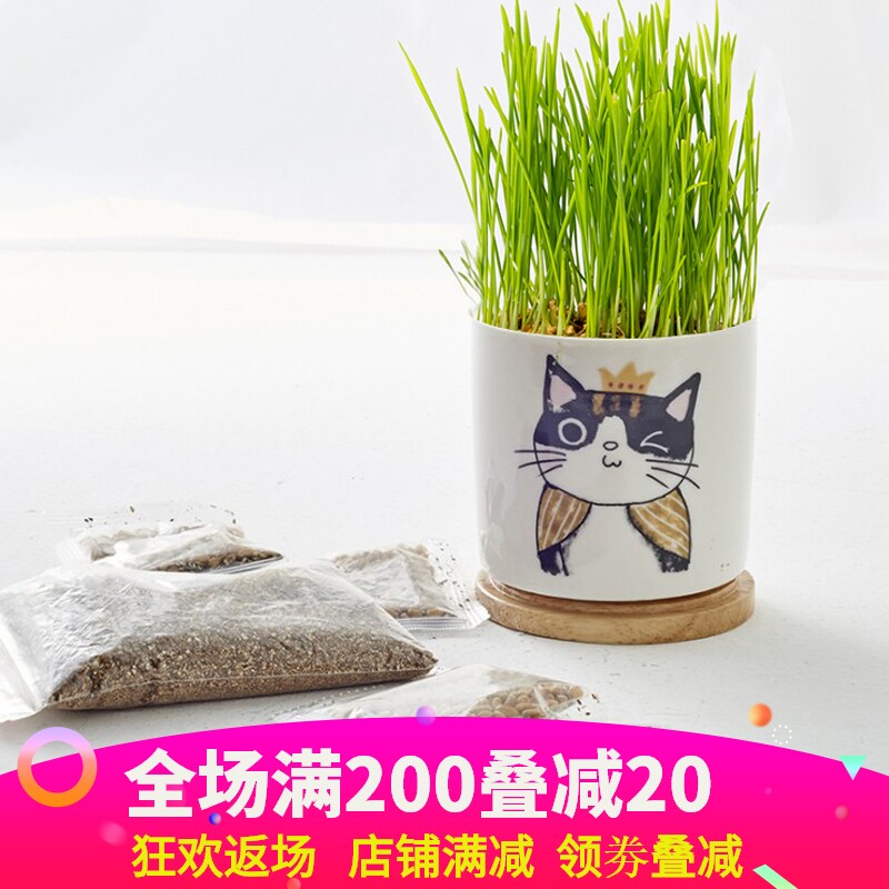 猫草种子盆栽土壤水培种植套装一杯猫草杯陶瓷小麦种