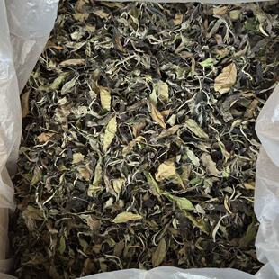 2026挑采古树白茶 香甜浓郁 花蜜香 甜度高耐泡度高 布朗古树白茶