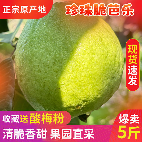 顺丰/京东冷链福建漳州珍珠芭乐脆芭乐白心芭乐番石榴脆巴乐果