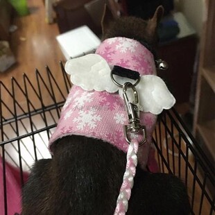 松鼠小衣服冬背心分体可调飞鼠黄山保暖背带马甲牵引绳花枝鼠衣服