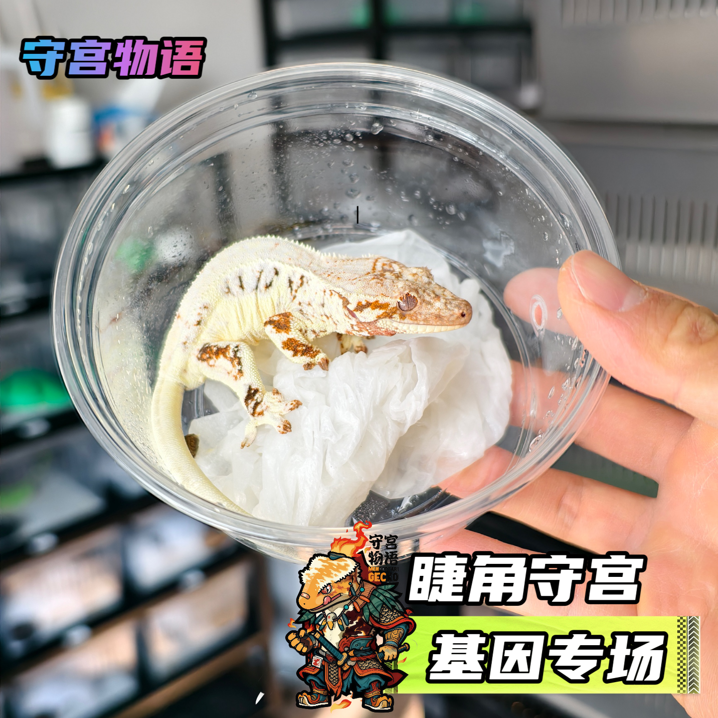 睫角守宫高端基因品系高品质睫角