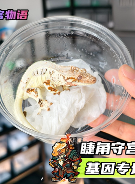 睫角守宫高端基因AX缺黄卡布奇诺法布奇诺紫貂莉莉白Highway睫角