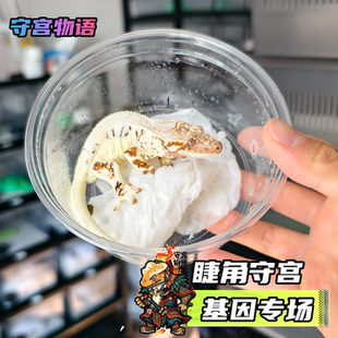 睫角守宫高端基因AX缺黄卡布奇诺法布奇诺紫貂莉莉白Highway睫角