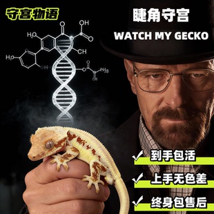 睫角守宫万圣节奶油莉莉白蜥蜴活体新手入门爬宠活物温顺好养包活