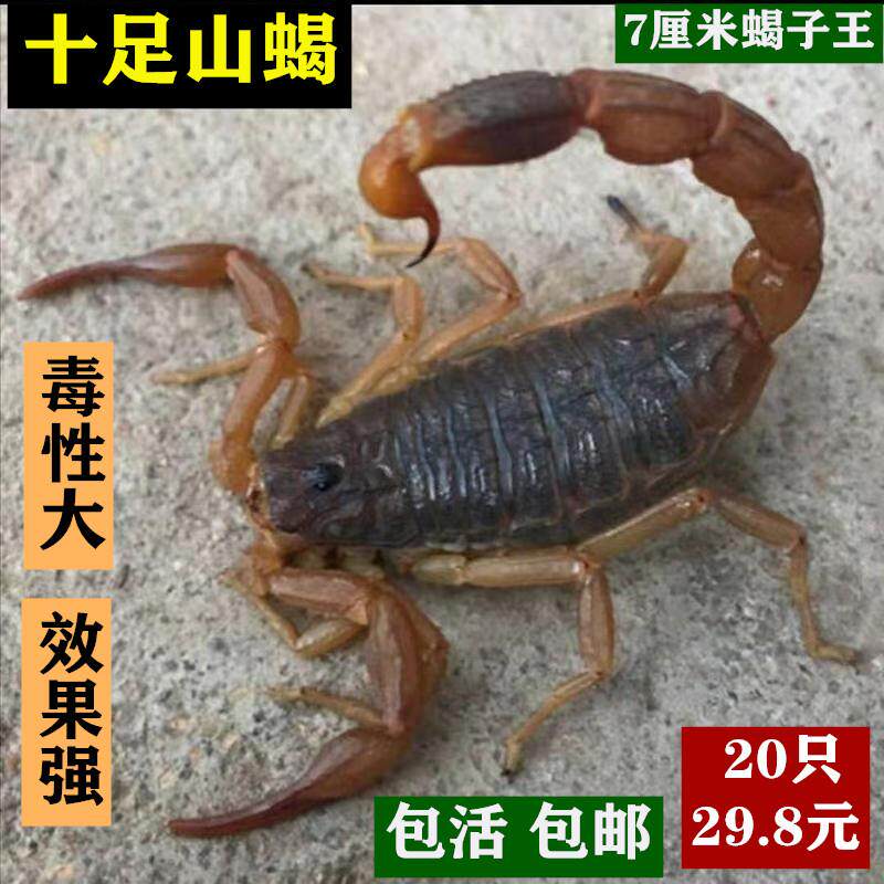沂蒙山活蝎子野生食用活虫十足全蝎蝎子油炸泡酒药用煲汤烧烤收购