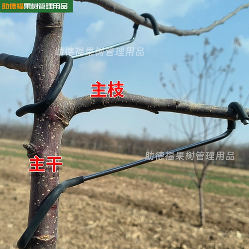 拉枝定型器果树省时省工省力
