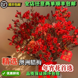 精选澳洲腊梅花束中国红新年春节装饰淡香切花50cm超长花期年宵花