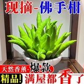 佛手柑鲜果云南基地直发室内摆件清供观赏闻香天然香薰优选好果