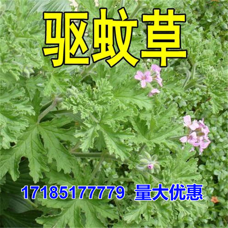 驱蚊草种子室内庭院香绿植