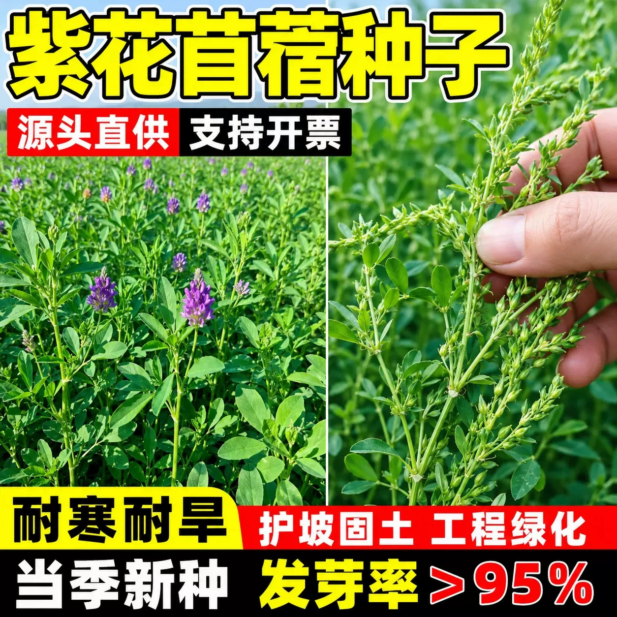 紫花苜蓿种子畜牧养殖四季常青耐寒耐旱多年复生高产大叶牧草种籽