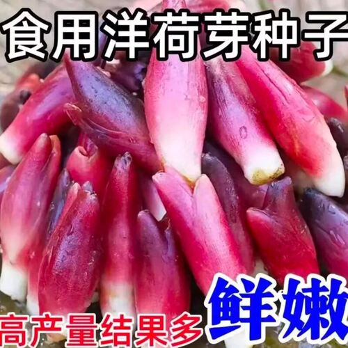 食用洋荷芽种子阳菏四季