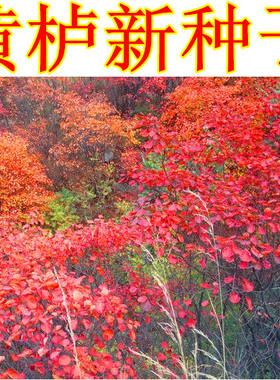杜鹃种子 红叶黄栌 黄道栌 黄溜子 黄龙头黄栌材 黄栌柴 黄栌种籽