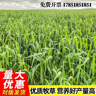 饲用燕麦种子养殖牧草耐寒种籽四季养殖牧草喂牛羊鸡鸭鹅猪草籽孑