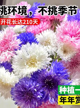 蓝色矢车菊花种子庭院景观花海绿化盆栽种籽四季播种开花混色花孑