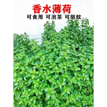 可食用薄荷种籽子室内室外盆栽留兰香柠檬猫薄荷四季播种苗花种子