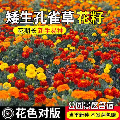 矮生重瓣孔雀草花籽四季播种易活绿化耐寒花卉阳台庭院鲜花种籽子