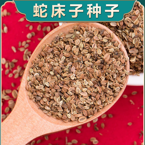 新产蛇床子种子农家野茴香籽老品种简单易种论斤卖好种籽