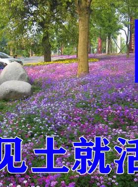 野花组合多年生四季花卉种子矮花子美女樱种子室外草花绿化花种籽