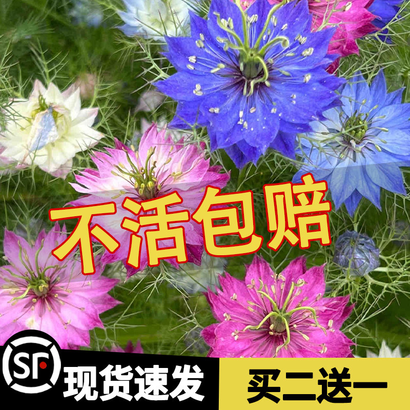 黑种草种子200粒波斯宝石黑子草籽可切花食用室外阳台盆栽春秋播