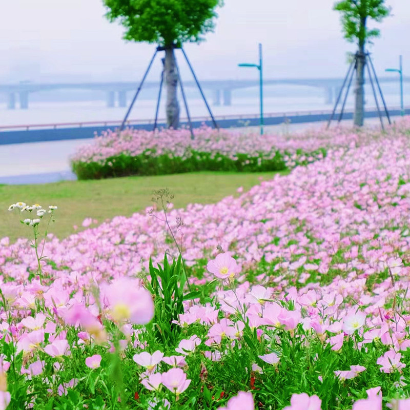 美丽月见草种子阳台盆栽庭