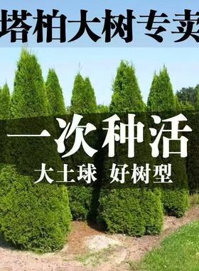柏树坟地树苗塔柏苗四季常青松柏树侧柏蜀桧苗扁柏宝塔松龙柏耐寒
